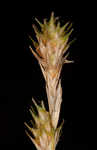 Greenwhite sedge